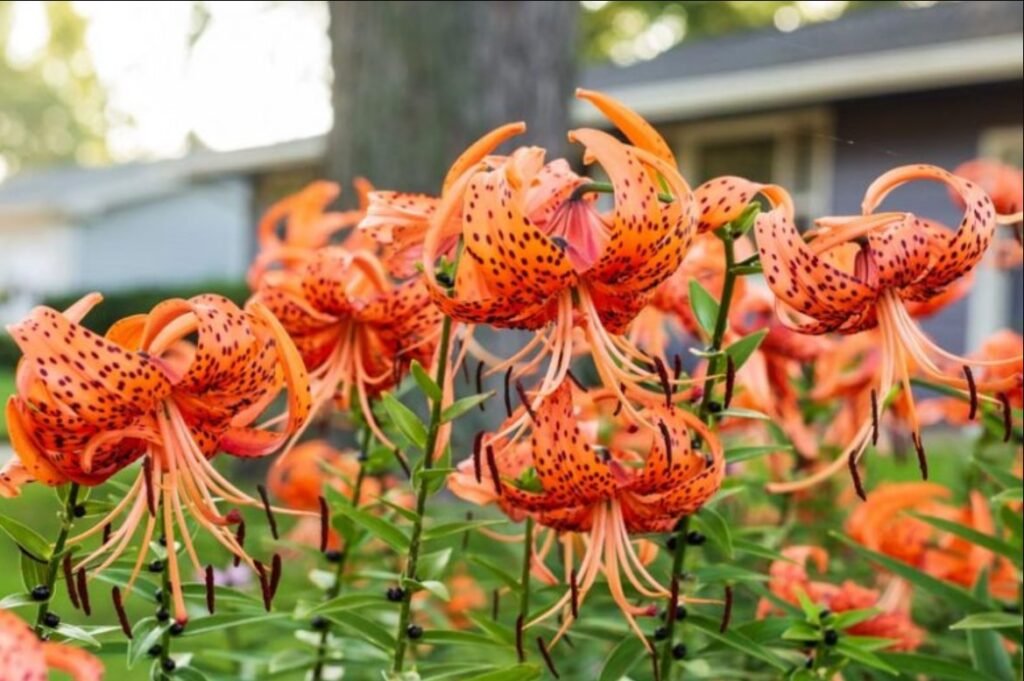Tiger Lily Flower